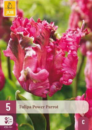 Tulipa Power Parrot