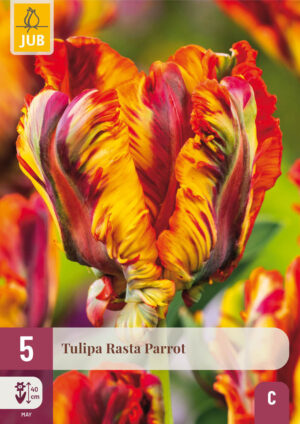 Tulipa Rasta Parrot