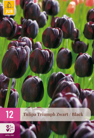 Tulipa Triumph Black