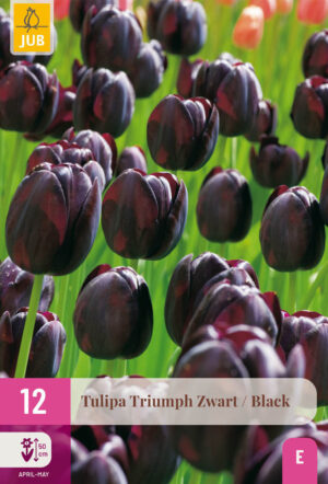 Tulipa Triumph Black