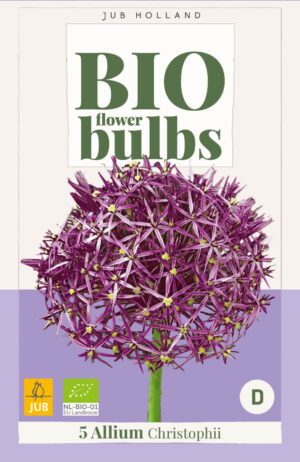 Allium christophii BIO