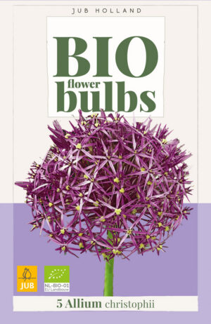 Allium christophii BIO