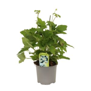 Anemone Galil Wit
