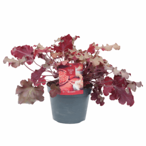 Heuchera Indian Summer Red