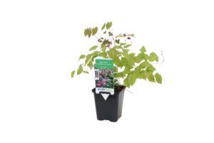 Epimedium grandiflorum Lilafee