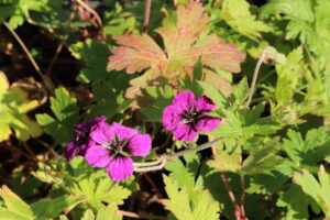 Geranium Anne Thomson