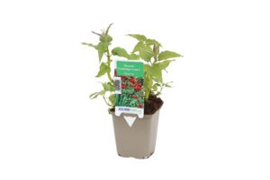 Monarda Cambridge Scarlet