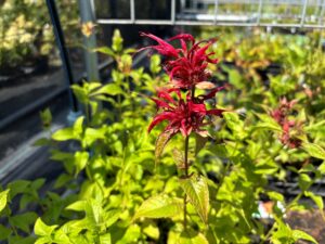Monarda Cambridge Scarlet