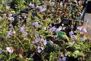 Polemonium reptans