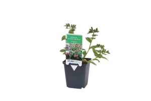 Pulmonaria saccharata Mrs Moon