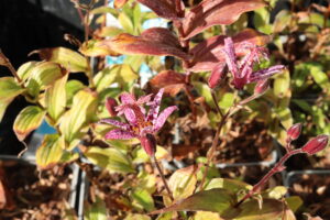 Tricyrtis formosana Purple Beauty
