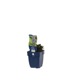Ajuga reptans Chocolate Chip