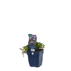 Campanula poscharskyana Stella