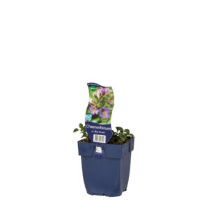 Chaenorhinum origanifolium Blue Dream