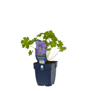Geranium Philippe Vapelle