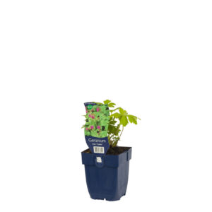 Geranium macrorrrhizum Czakor