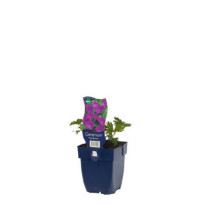 Geranium sanguineum Tiny Monster
