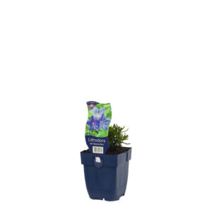 Lithodora diffusa Heavenly Blue