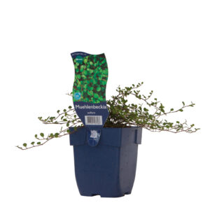 Muehlenbeckia axillaris