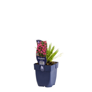 Rhodoxis Fairytale