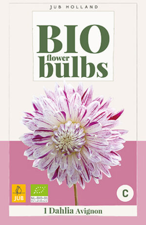Dahlia Avignon BIO