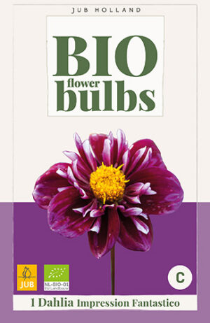 Dahlia Impression Fantastico BIO
