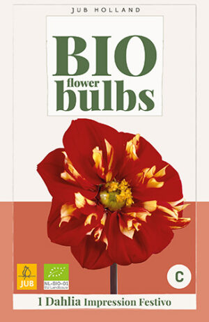 Dahlia Impression Festivo BIO