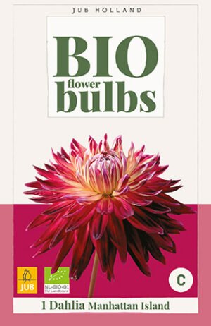 Dahlia Manhattan Island BIO