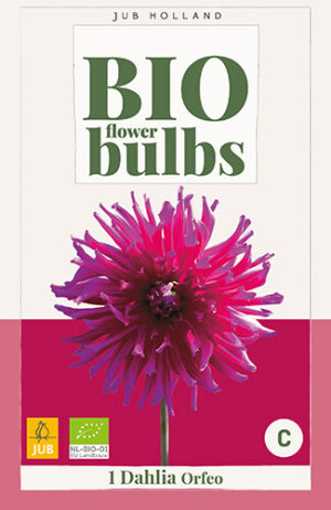 Dahlia Orfeo BIO