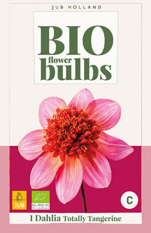 Dahlia Totally Tangerine BIO