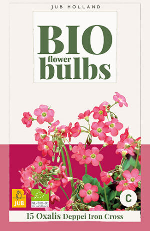 Oxalis deppei Iron Cross BIO