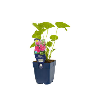 Alcea rosea Pleniflora Rose