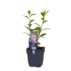 Aster frikartii Mönch