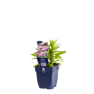 Aster novae-angliae Purple Dome