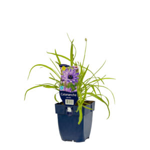 Catananche caerulea