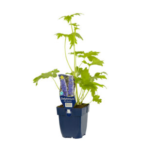 Delphinium (P) Blue Bird