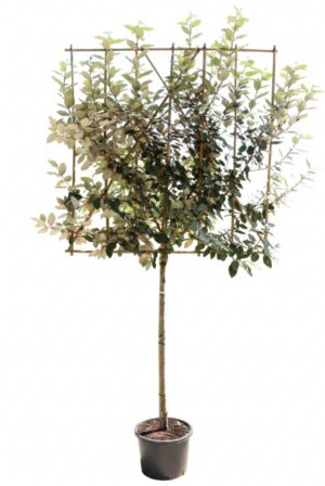 Elaeagnus ebbingei Compact