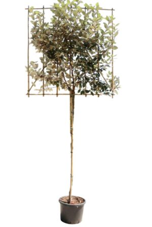Elaeagnus ebbingei Compact