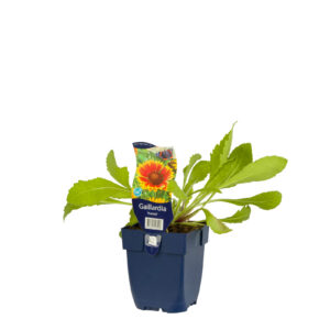 Gaillardia Kobold