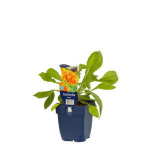 Gaillardia Peach