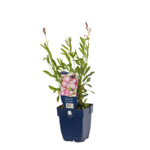 Gaura lindheimeri Rosy Jane
