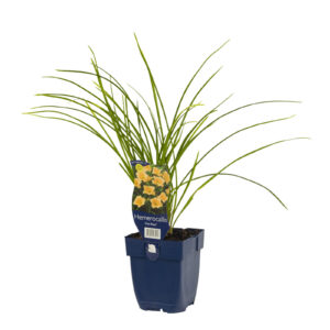 Hemerocallis Mini Pearl