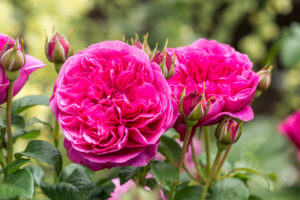 Rosa James L. Austin®