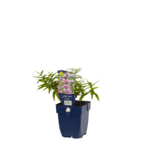 Lythrum salicifolia Blush
