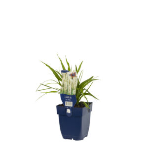 Liatris spicata Alba