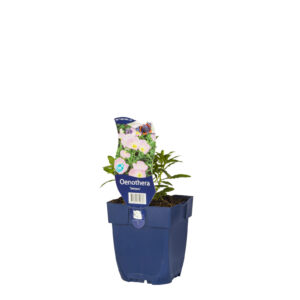 Oenothera speciosa Siskiyou