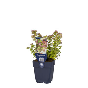 Origanum Dingle Fairy