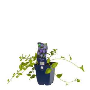 Vinca major