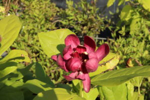 Calycanthus Aphrodite