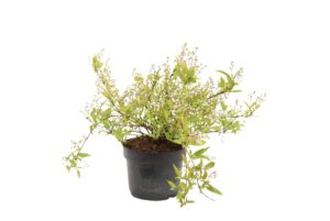 Deutzia gracilis Nikko